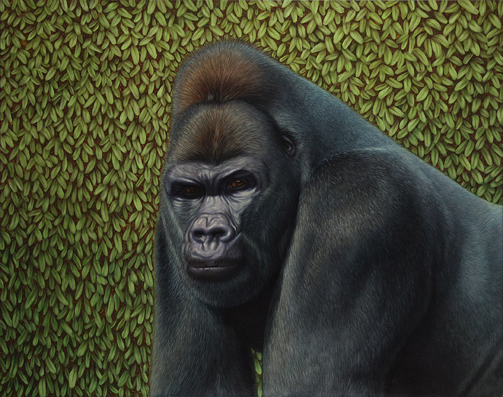 Gorilla with a Hedge