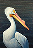 A Great White American Pelican