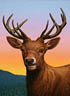 Portrait of a Red Deer