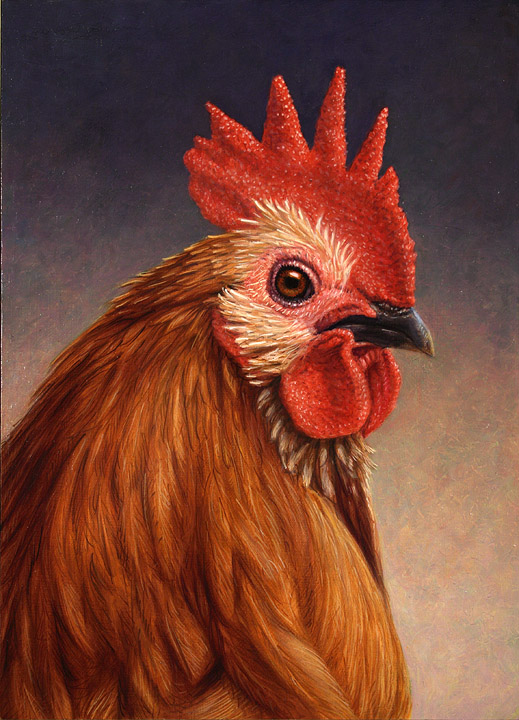 Portrait of a Rooster
