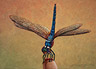 Pet Dragonfly