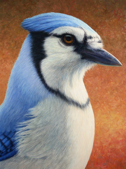 Portrait of a Bluejay