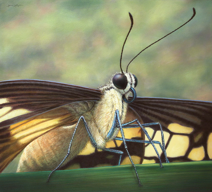 Portrait of a Butterfly