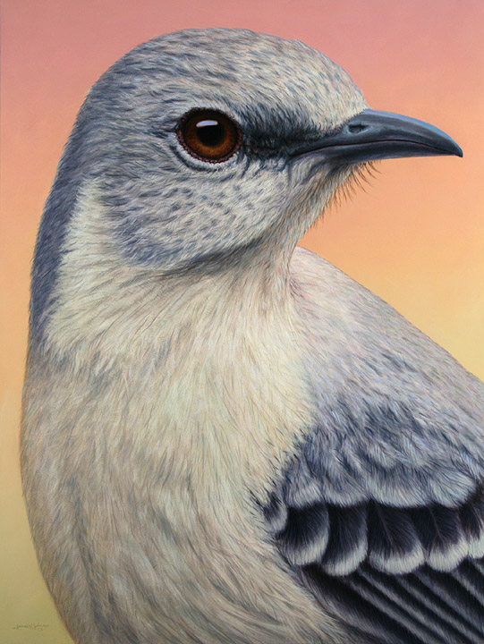 Portrait of a Mockingbird
