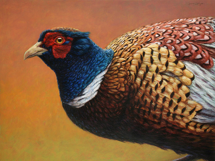 Portrait of a Pheasant