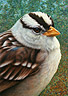 Portrait of a Sparrow